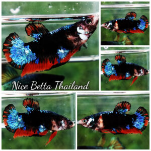 Betta fish Female Avatar Gordon