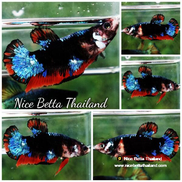 Betta fish Female Avatar Gordon