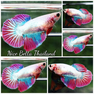 Betta fish Female Magical Pink Grizzle (HM)