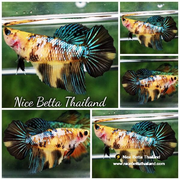 Betta fish Female Fancy Tiger Star (HM)