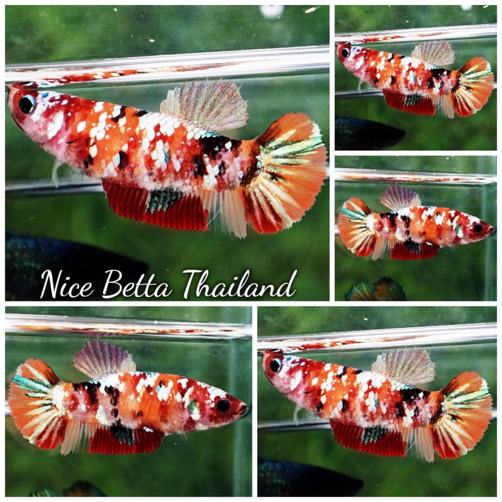 Betta fish Female Nemo Copper Galaxy (HMPK) - nicebettathailand.com