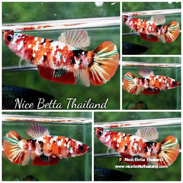 Betta fish Female Nemo Copper Galaxy (HMPK)