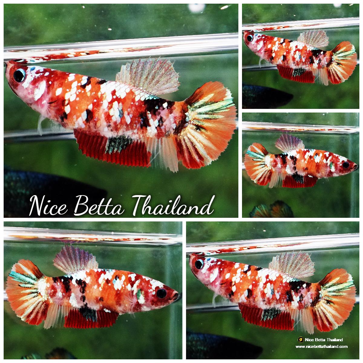 Betta fish Female Nemo Copper Galaxy (HMPK) - nicebettathailand.com