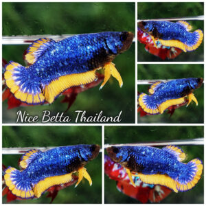 Betta fish Female Blue Dragon Mustard (HMPK)