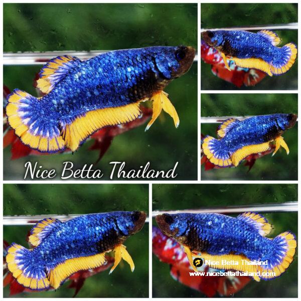 Betta fish Female Blue Dragon Mustard (HMPK)