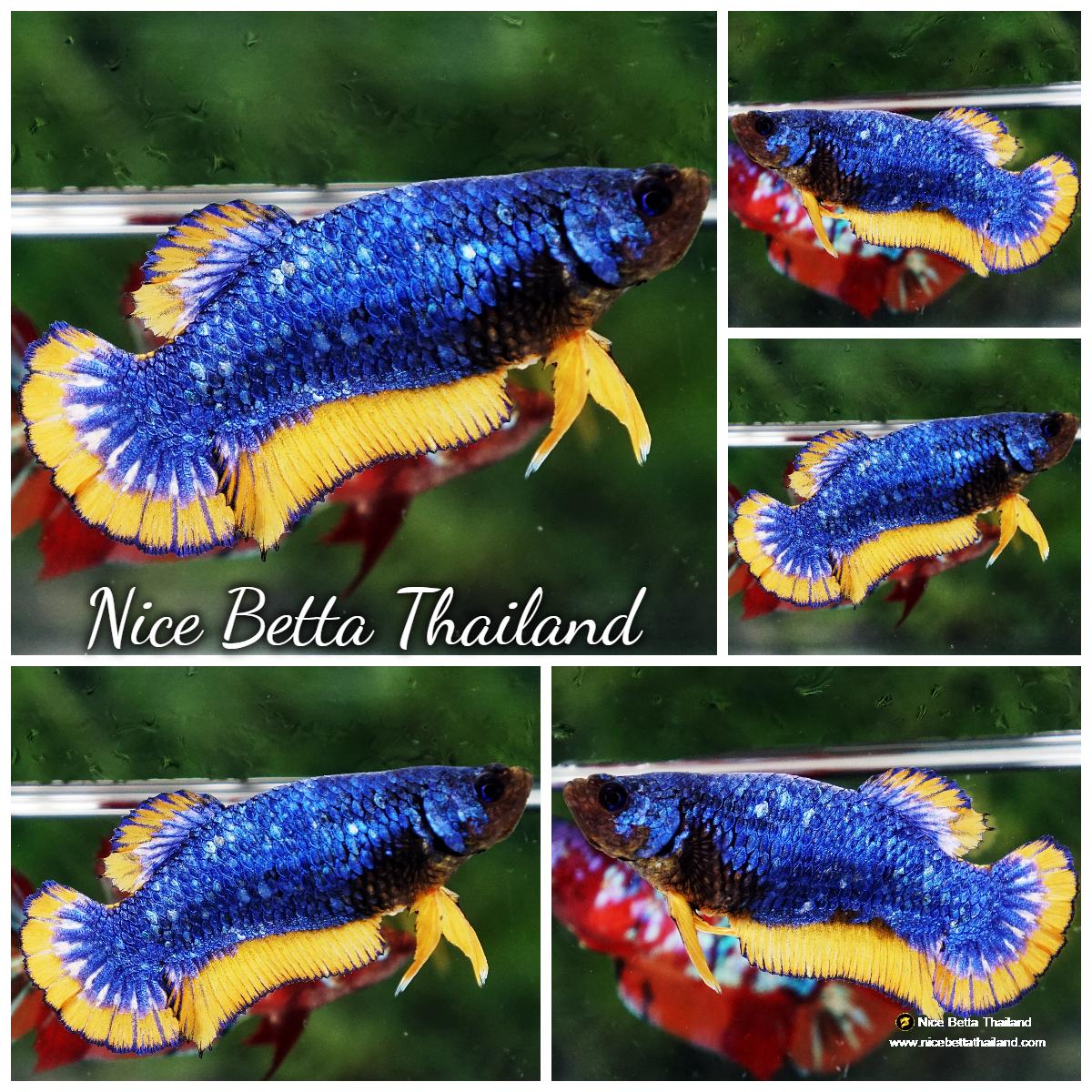 Betta fish Female Blue Dragon Mustard (HMPK) - nicebettathailand.com