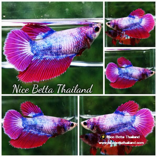 Betta fish Female Mascot Thailand Flag (HM)