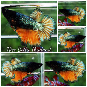 Betta fish Female Green Emerald Mustard Gas (HM)