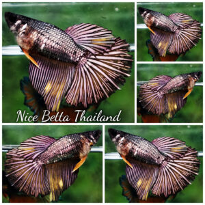 Betta fish Queen of Copper Gold (HM)