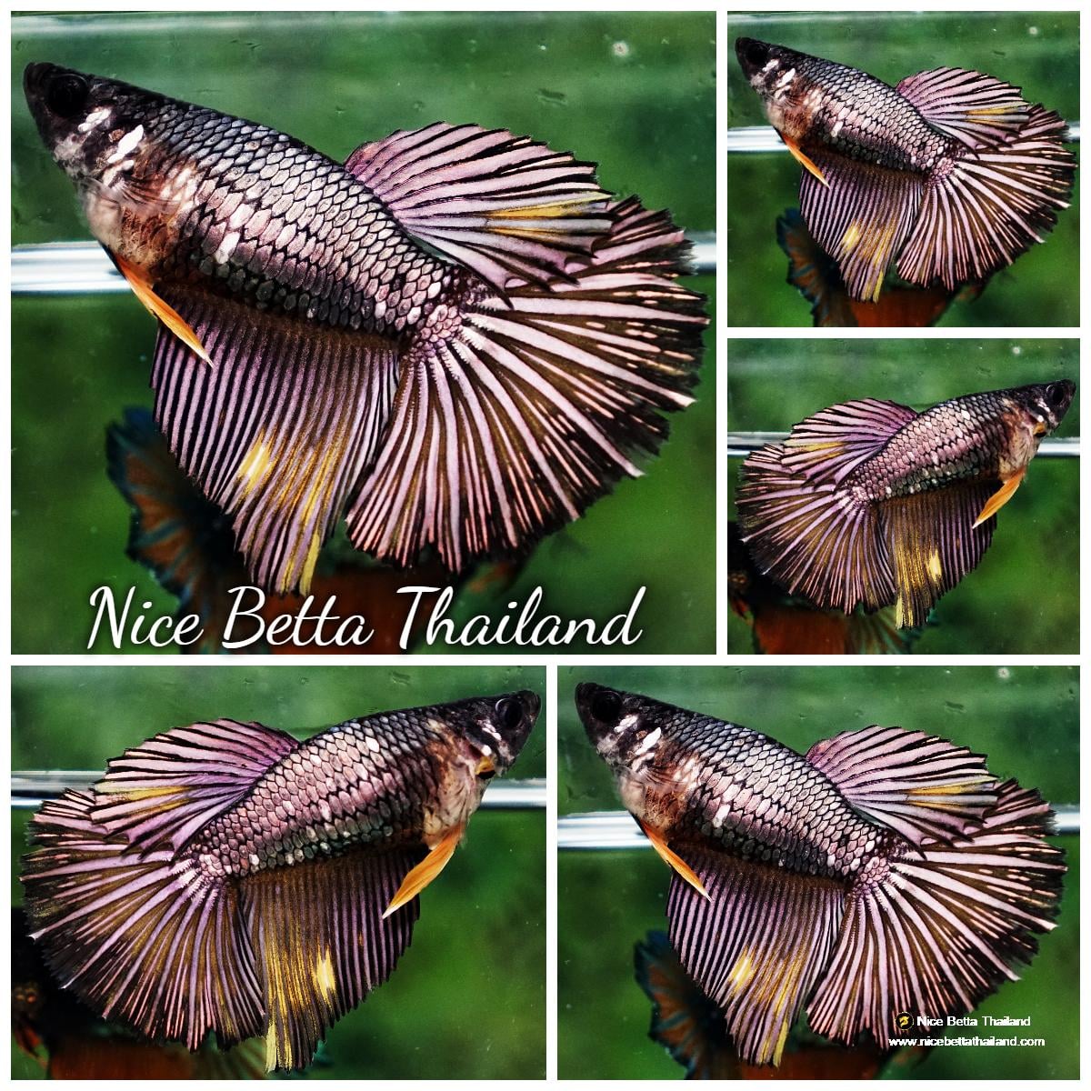 Betda Fish Betta fish Female HM Devil Black Copper