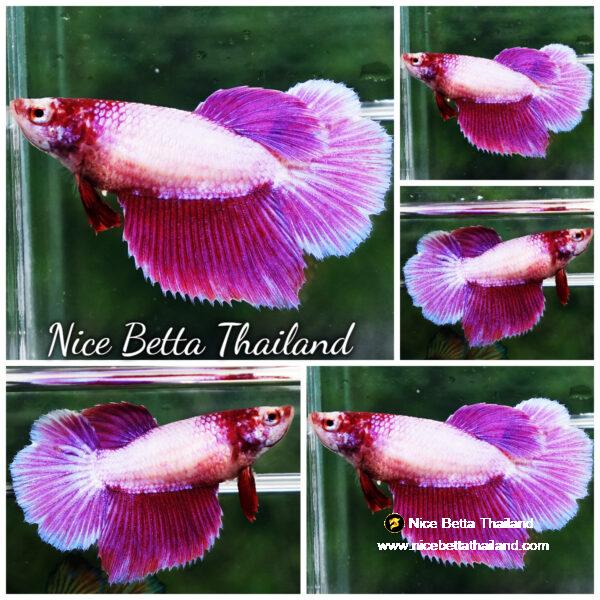 Betta fish Female Lavender Pony (HM)