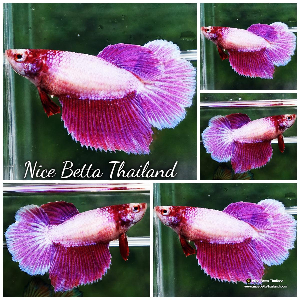 Betta fish Female HM Devil Black Copper