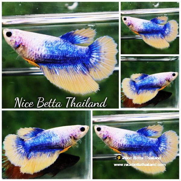 Betta fish Female Yellow Blue Grizzle (HM)