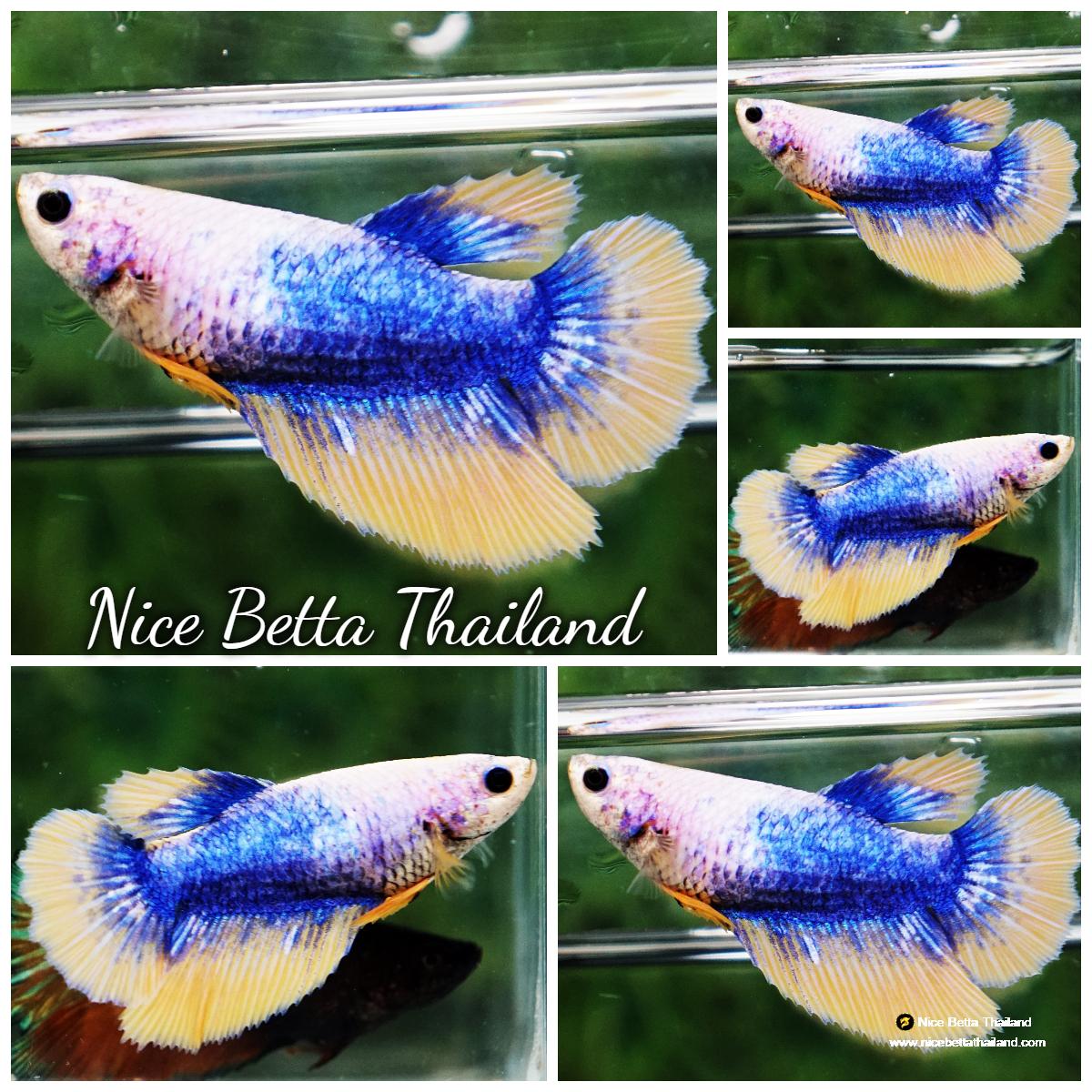 Betta fish Female HM Devil Black Copper