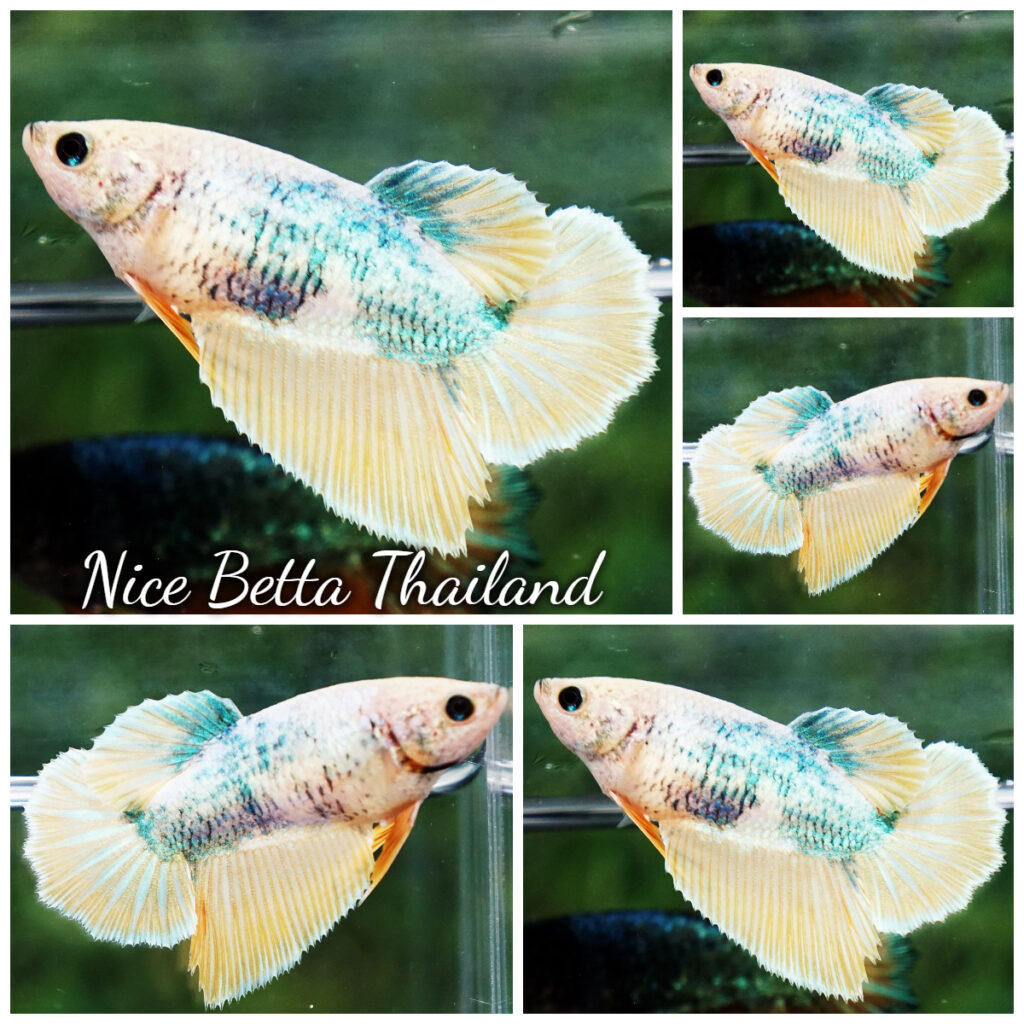 Yellow Female Betta Fish Betta Fish / Ikan Laga Yellow Fancy