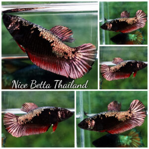 Betta fish Female Blood Red Copper Samurai (HMPK)