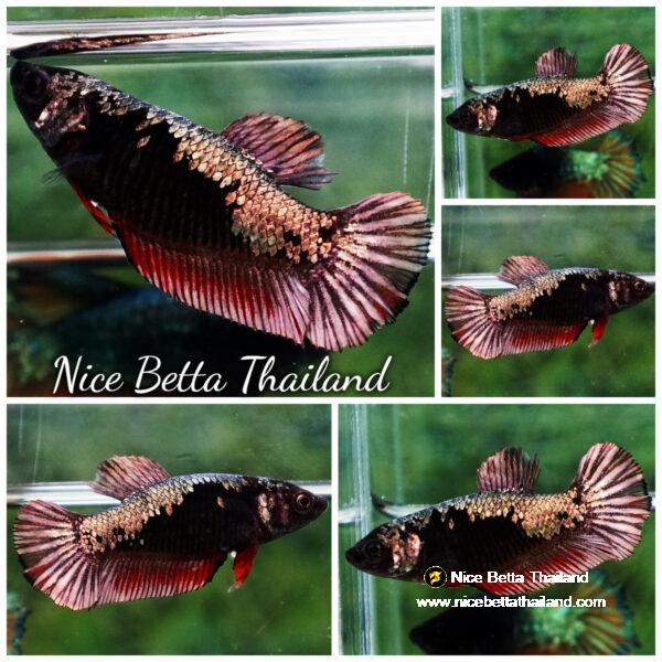 Betta fish Female Blood Red Copper Samurai (HMPK)