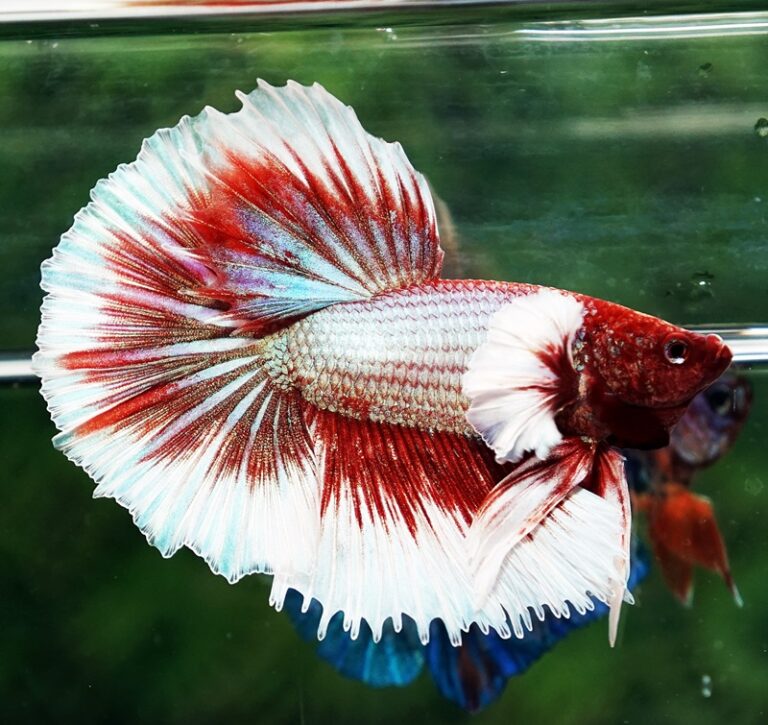 Betta fish Red Tres Chic Dumbo (OHM) - nicebettathailand.com