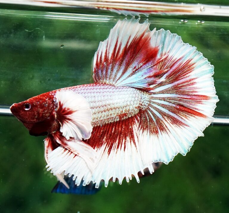 Betta fish Red Tres Chic Dumbo (OHM) - nicebettathailand.com