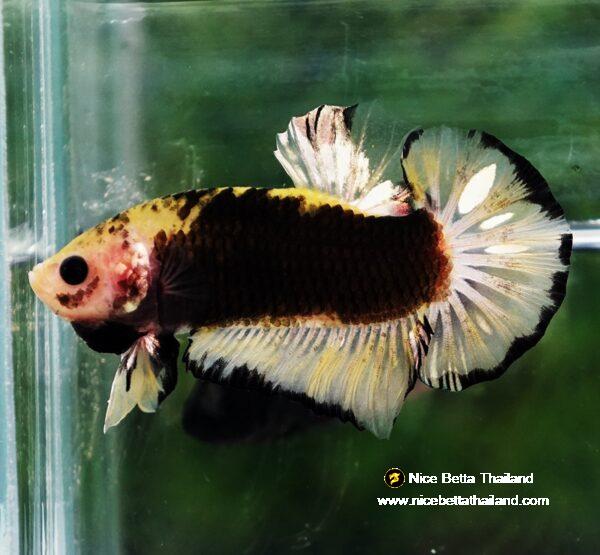 Betta fish Yellow Warrior Star (OHMPK) - Image 2