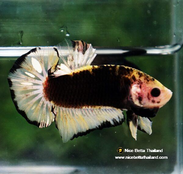 Betta fish Yellow Warrior Star (OHMPK) - Image 3