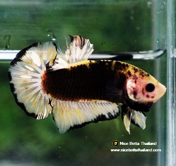 Betta fish Yellow Warrior Star (OHMPK) - Image 5