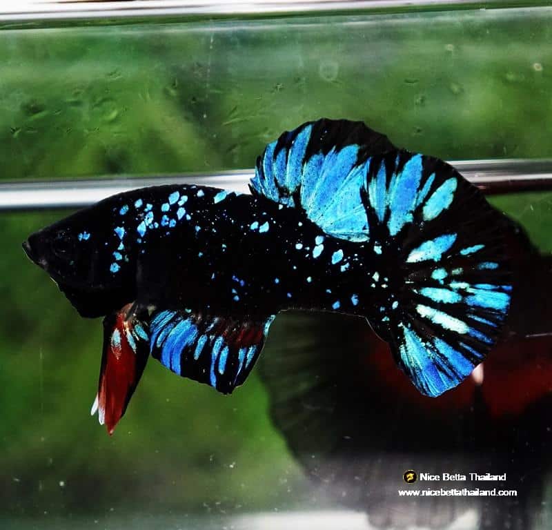 Unique Fighter Fish Unique betta fish Avatar HMPK (Half of Anal fin) - nicebettathailand.com