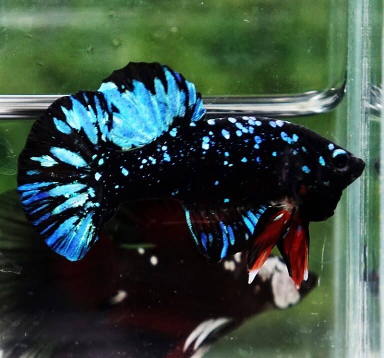 Unique betta fish Avatar HMPK (Half of Anal fin) - nicebettathailand.com