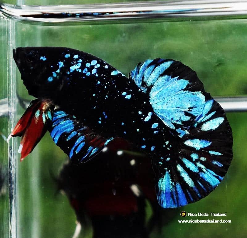 Unique Fighter Fish Unique betta fish Avatar HMPK (Half of Anal fin) - nicebettathailand.com