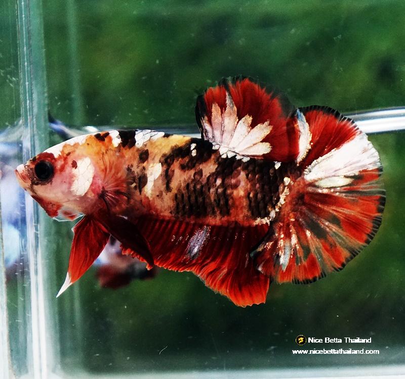 Capper Fish Betta fish Tiger Red Copper Koi HMPK - nicebettathailand.com