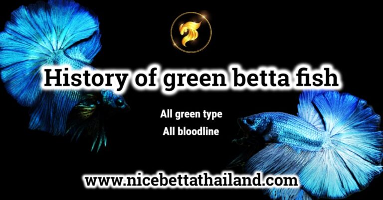 History of green betta fish