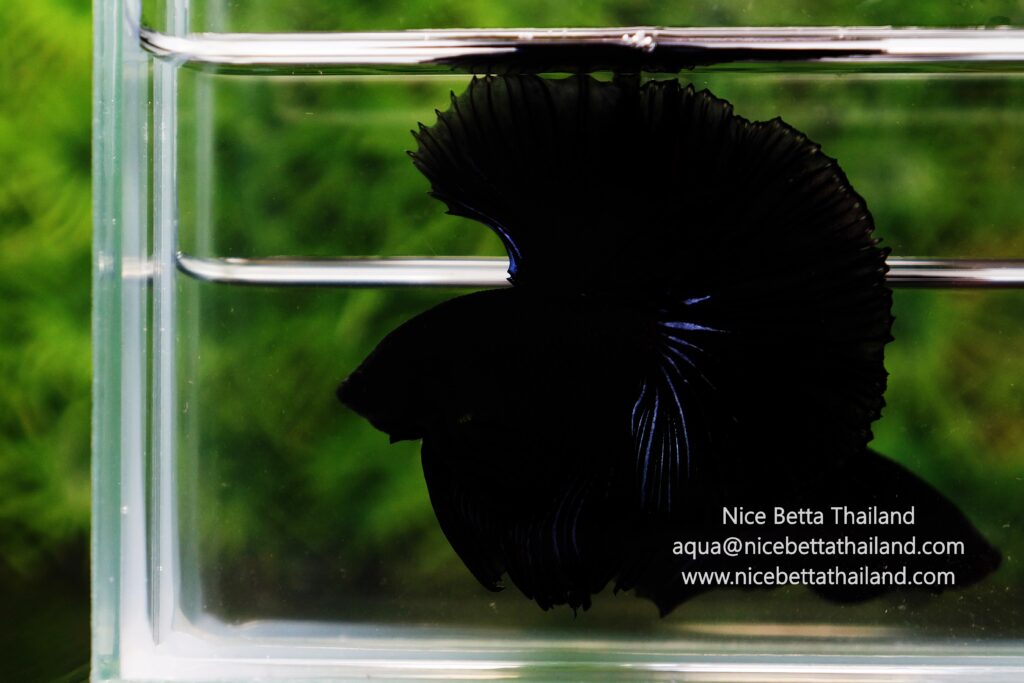 Rare betta fish