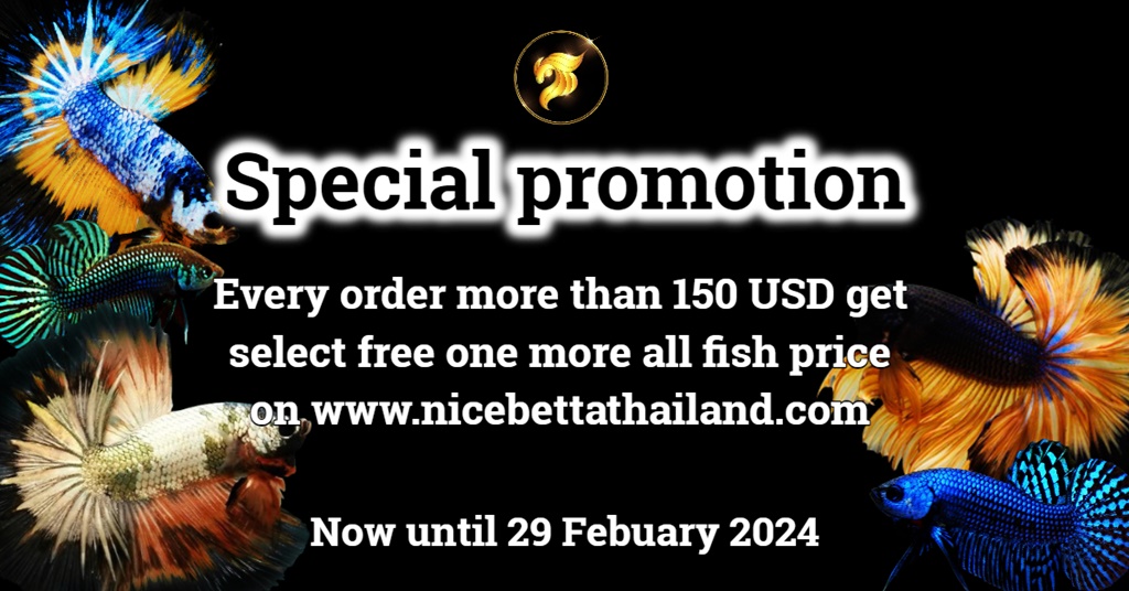 Special betta fish promotion