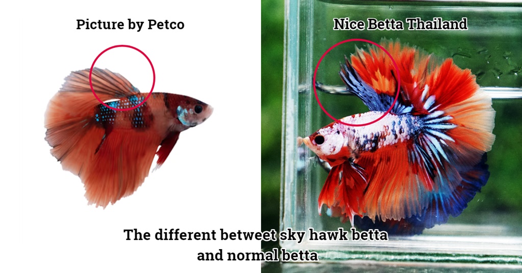 The different betweet sky hawk betta and normal betta fish