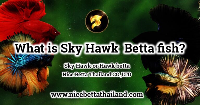 What is Sky Hawk Betta fish