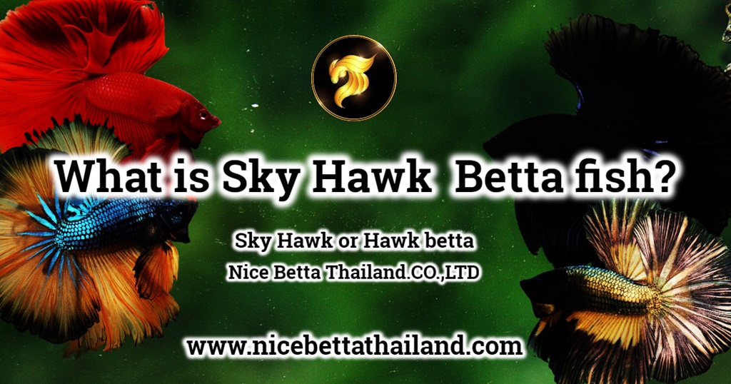 What is Sky Hawk Betta fish