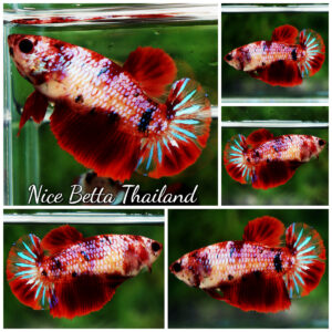 Betta fish Female Red Devil Galaxy Star tail (HM)