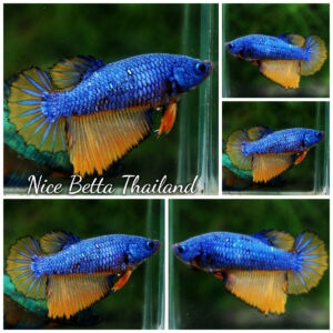 Betta fish Female Blue Dragon Mustard Gas (HM)