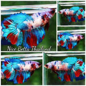 Betta fish Female Princes Magical Marble (HM)