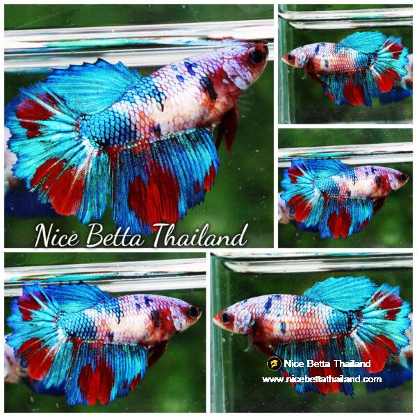 Betta fish Female Princes Magical Marble (HM)
