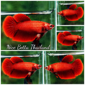 Betta fish Female Super Red (HM)