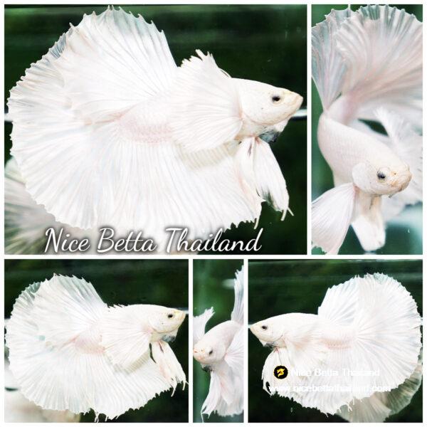 Betta fish Prince of the White Dumbo (HM)