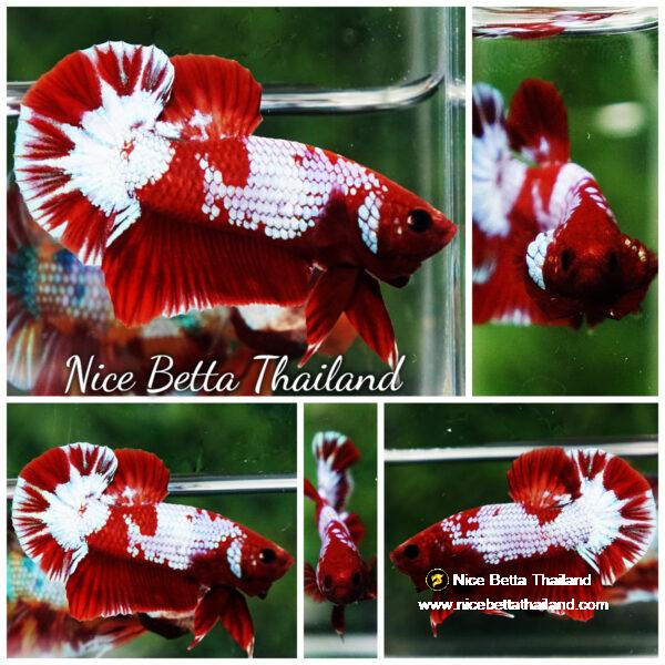 Betta fish Fancy Red NBT Tuxedo (HMPK)