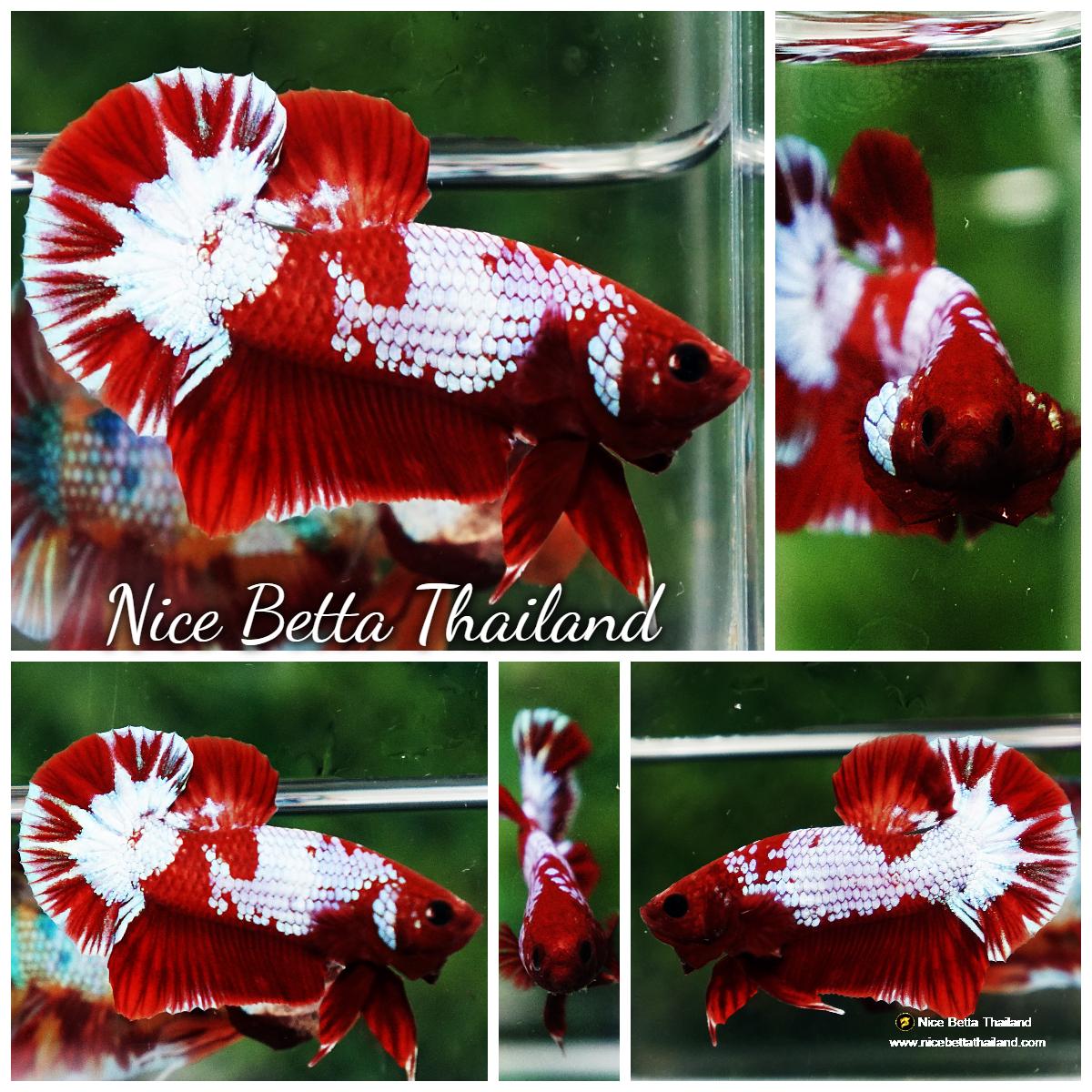 Red Pattern Betta Fish Betta fish Fancy Red NBT Tuxedo (HMPK) - nicebettathailand.com