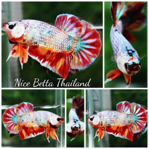 Betta fish Rainbow Fancy Multicolor (HMPK)