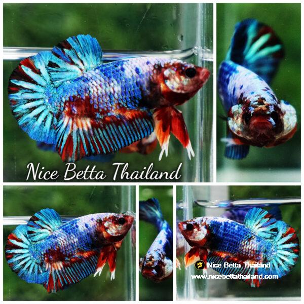Betta fish Fancy Multicolor Marble (HMPK)