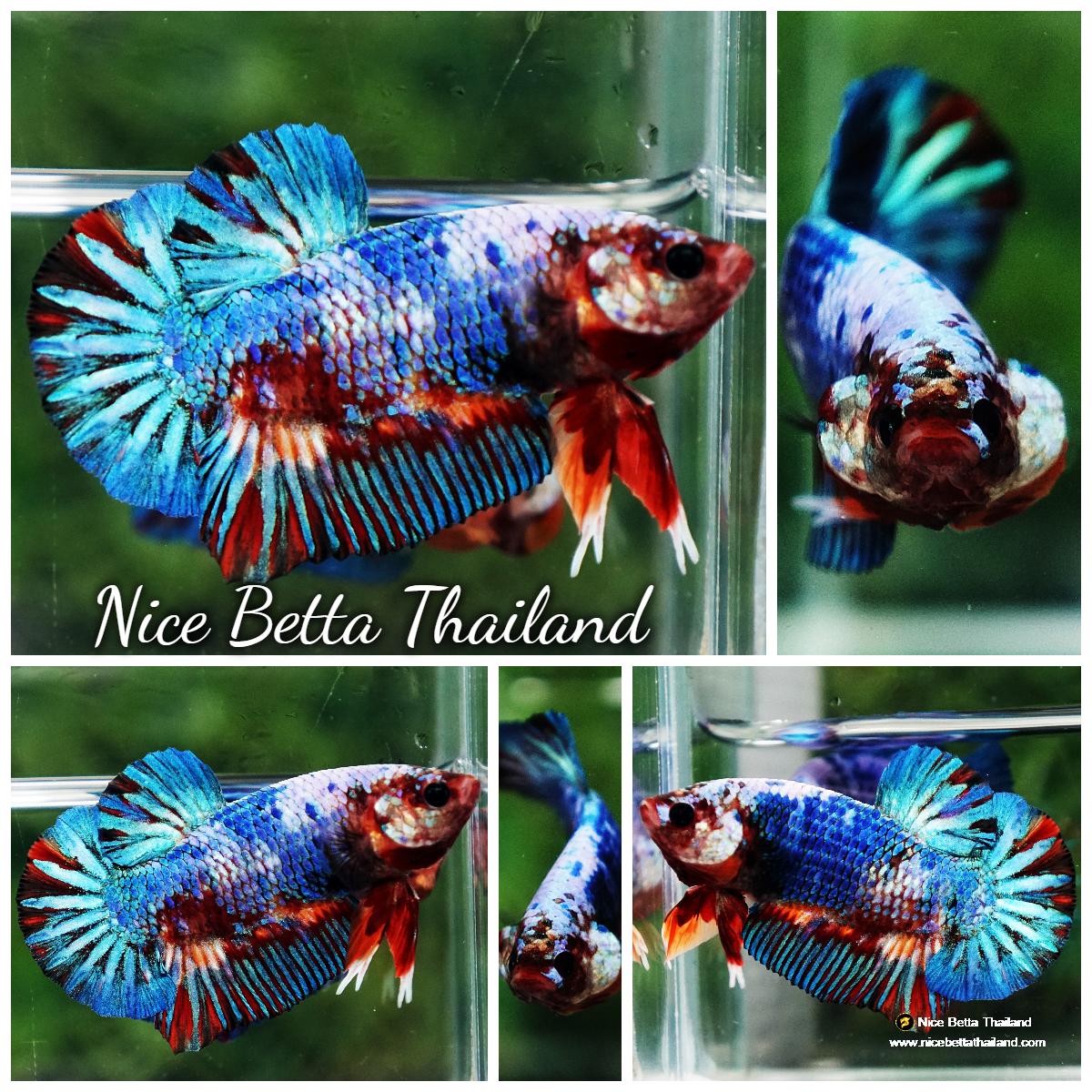 Betda Fish Betta fish Fancy Multicolor Marble (HMPK) - nicebettathailand.com