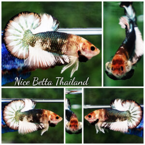 Betta fish Angle Copper Iron Armor (OHMPK)