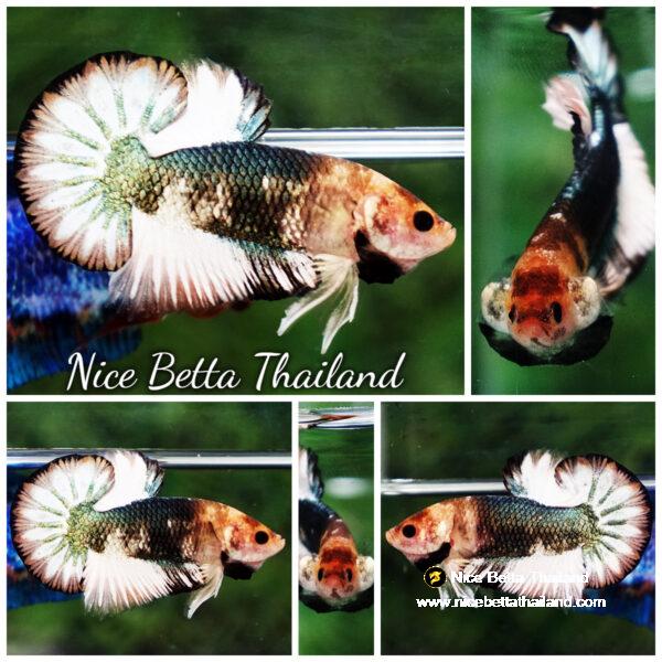 Betta fish Angle Copper Iron Armor (OHMPK)