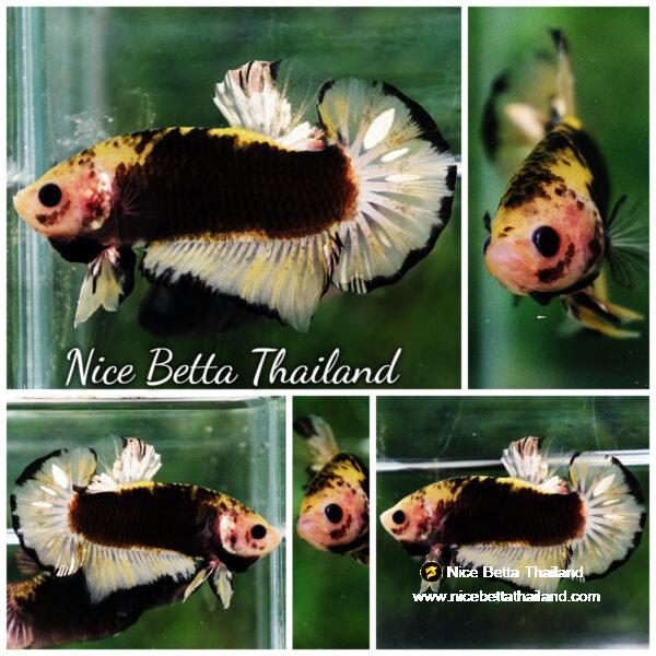 Betta fish Yellow Warrior Star (OHMPK)